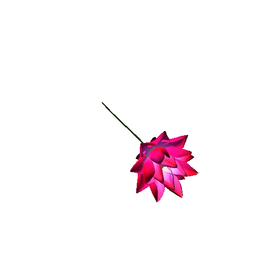 lotus flower 44
